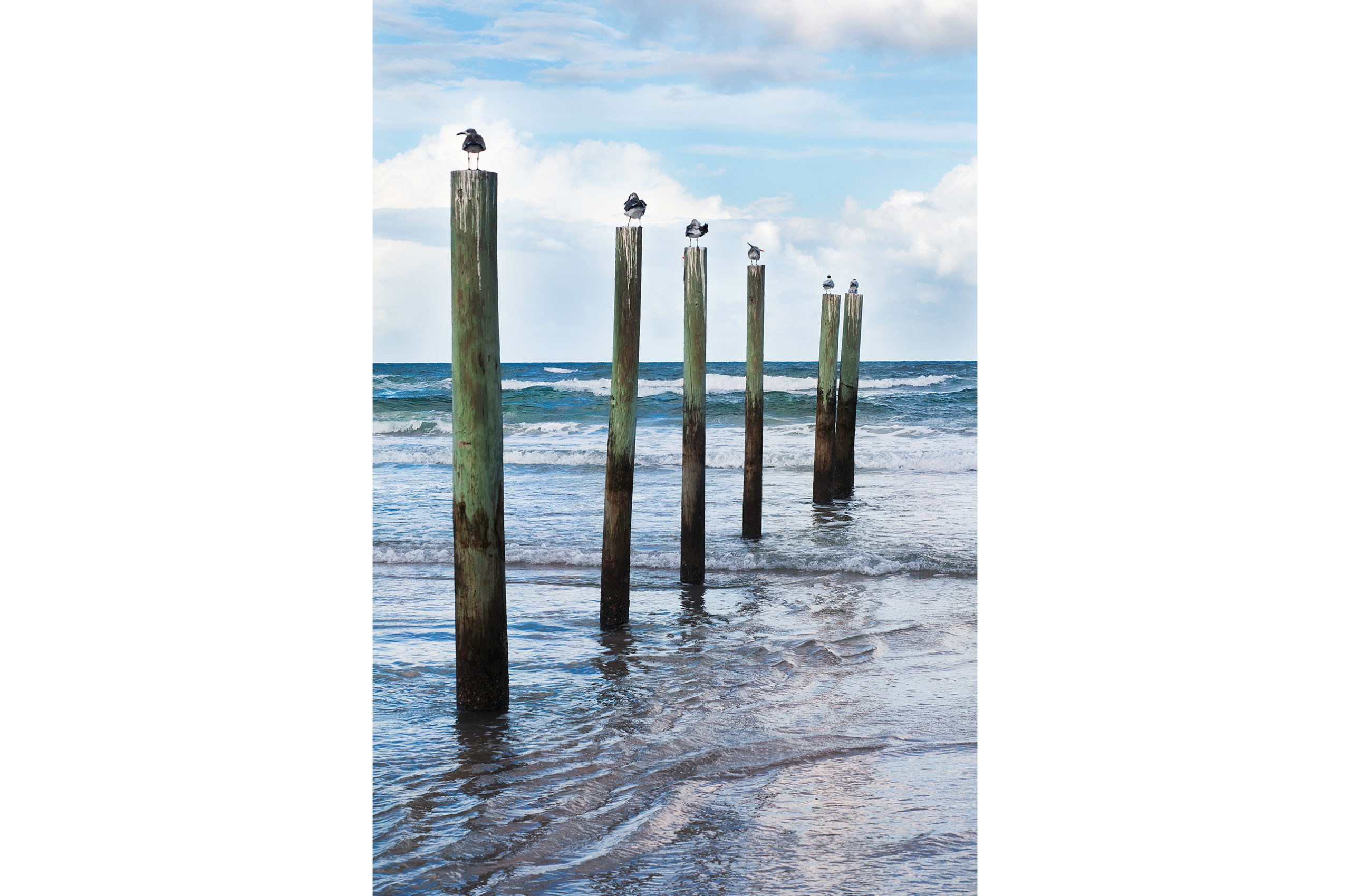 Tall image of Several birds standing on posts in shallow water