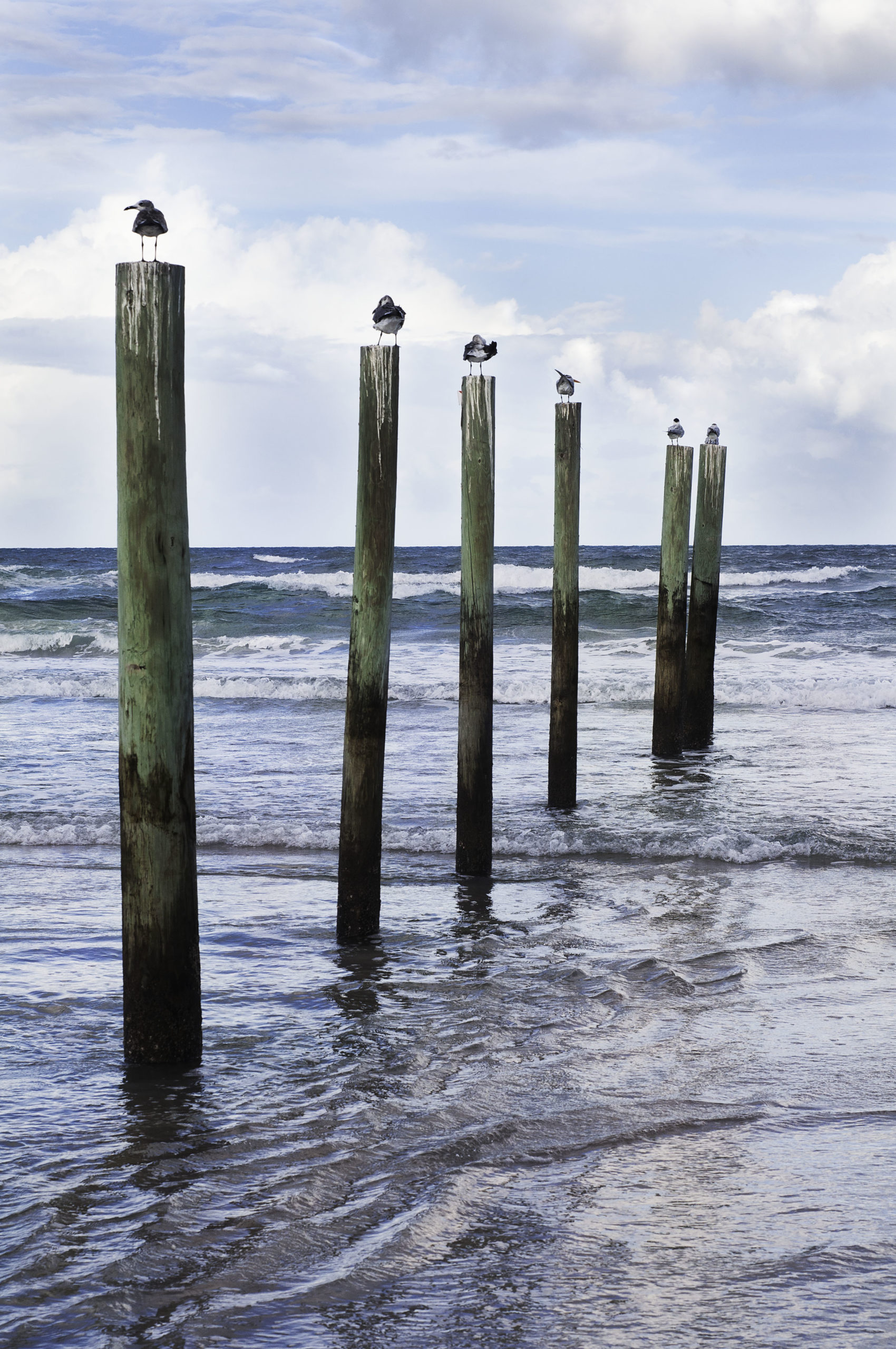 Tall image of Several birds standing on posts in shallow water