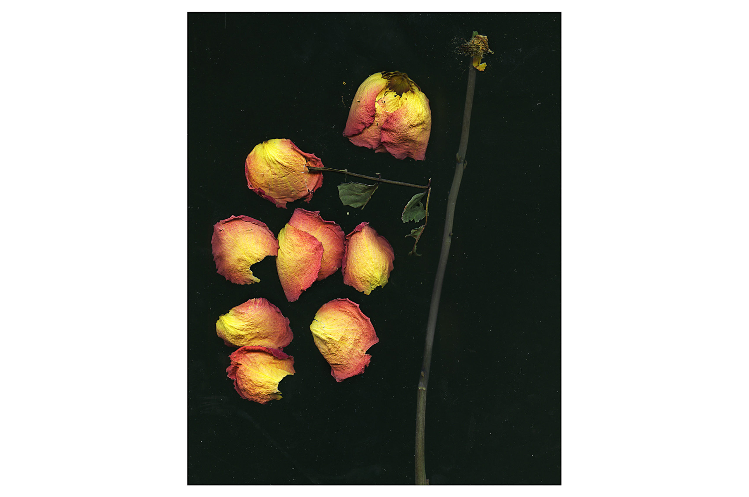 A deconstructed flower with petals removed from stem on a dark background