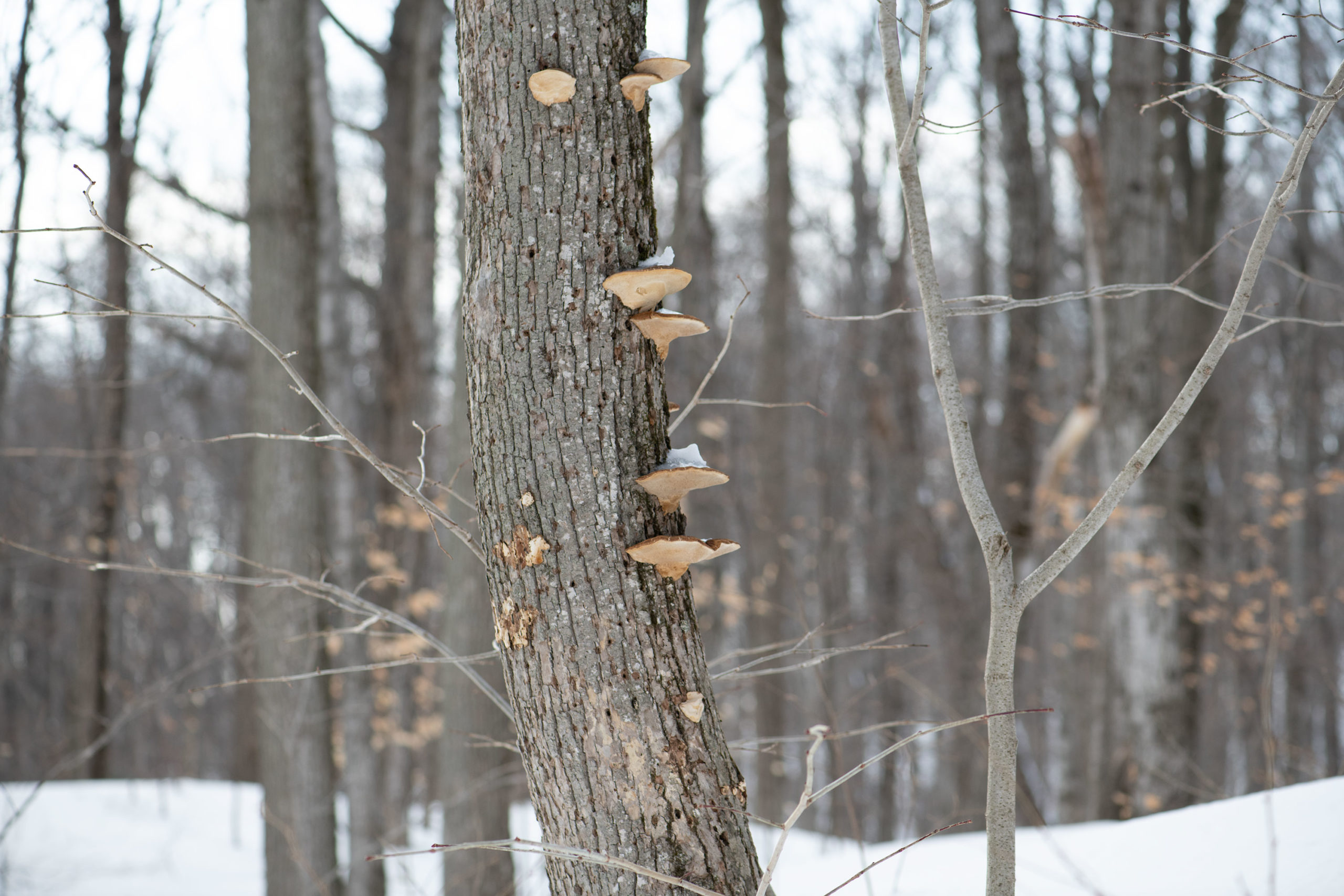 (Before Editing) Photo of tree with mushrooms growing on side, winter