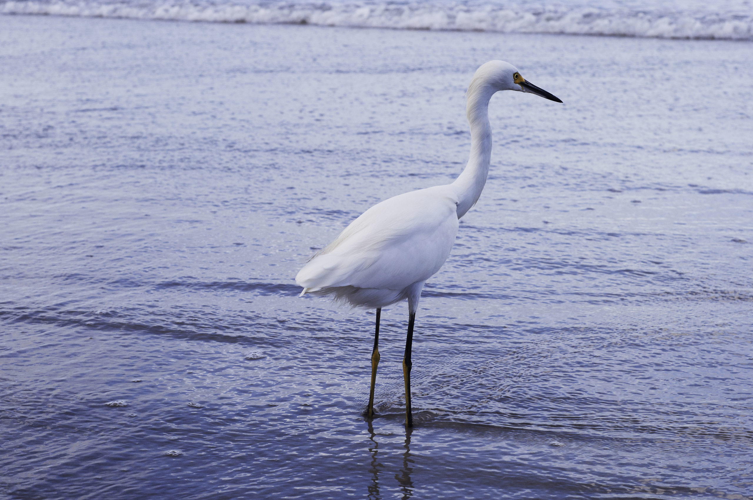 close up profile view of lone bird standing in shallow water on beach
