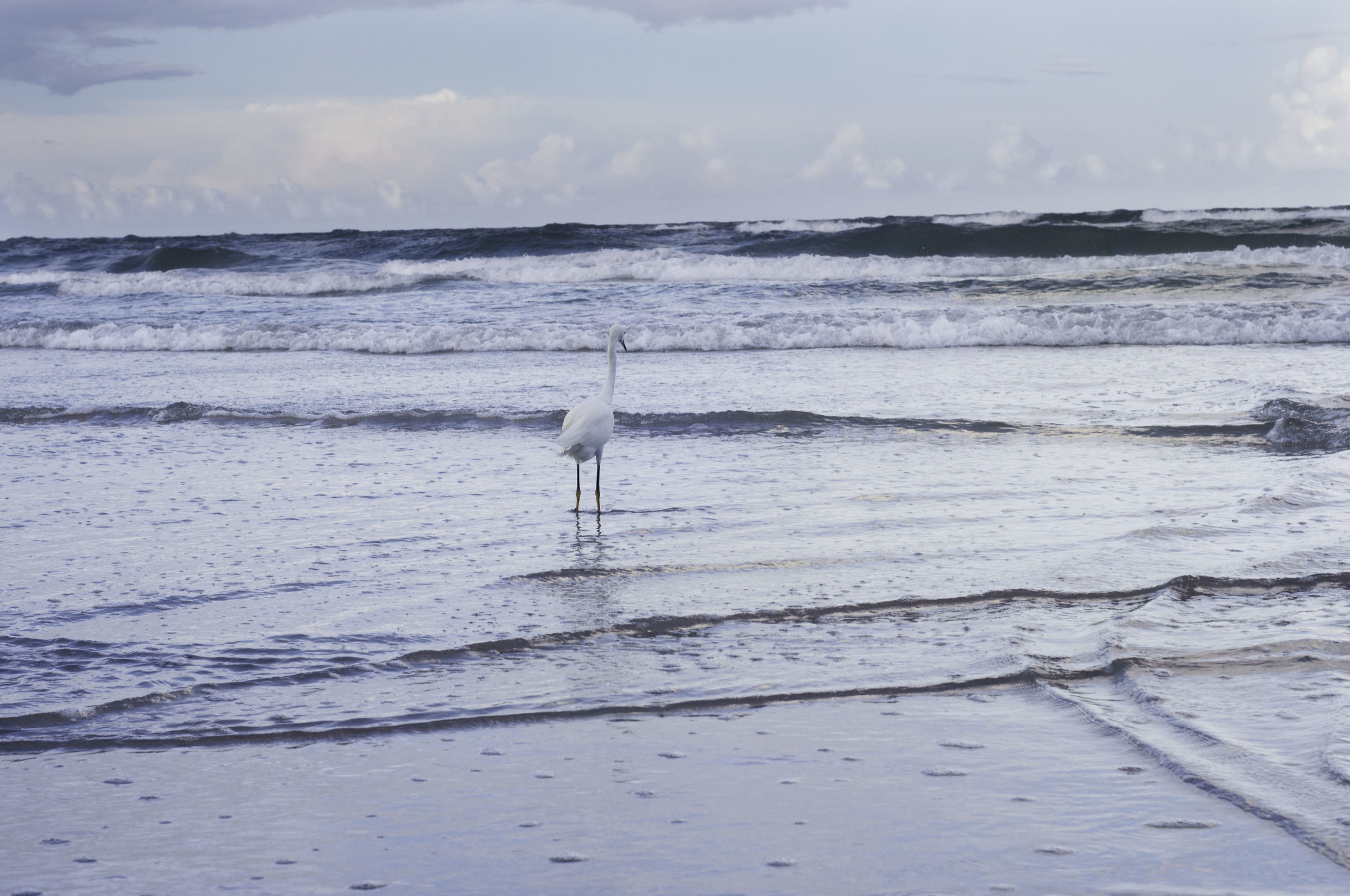 back view of lone bird standing in shallow water on beach