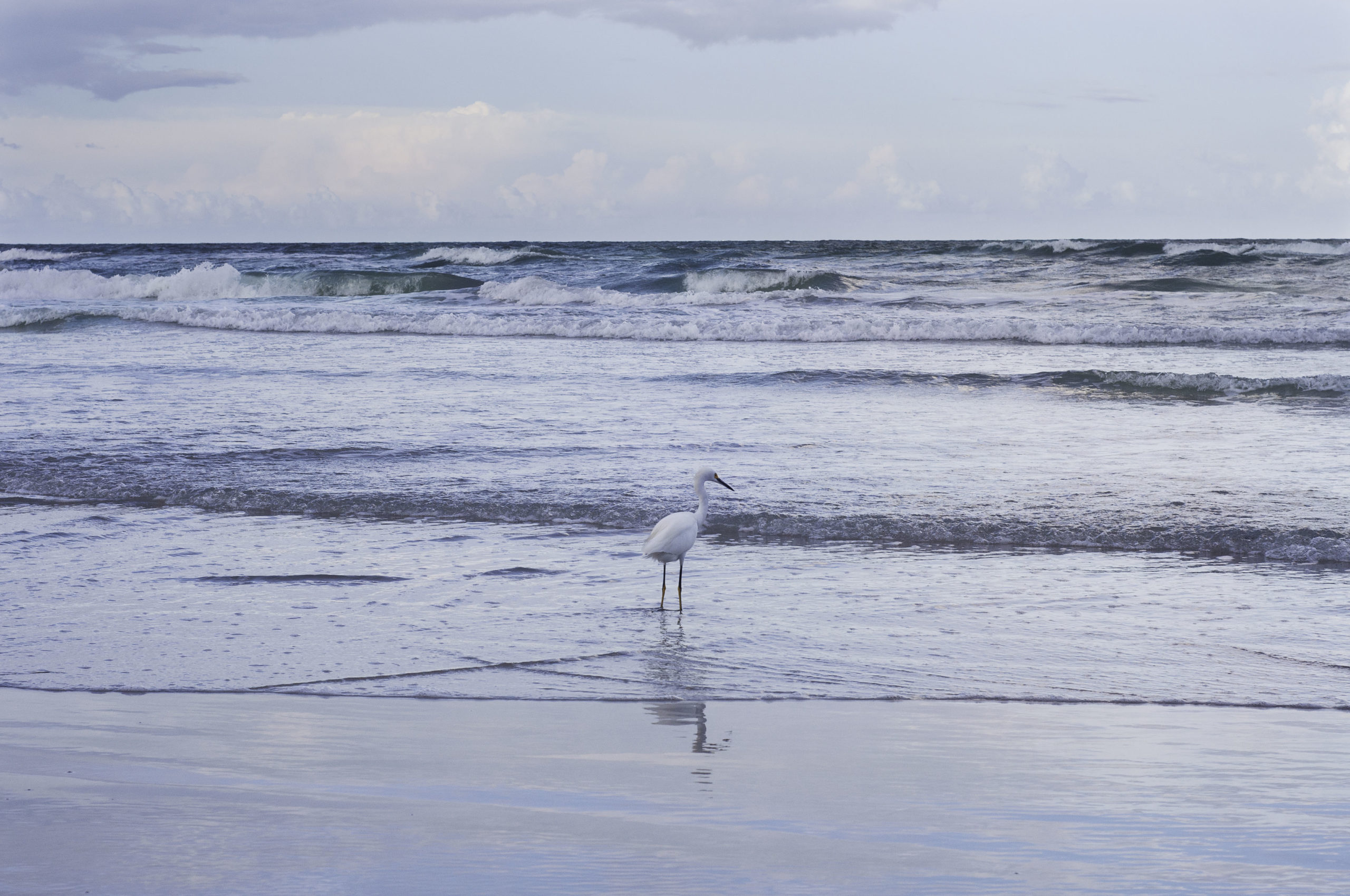 profile view of lone bird standing in shallow water on beach