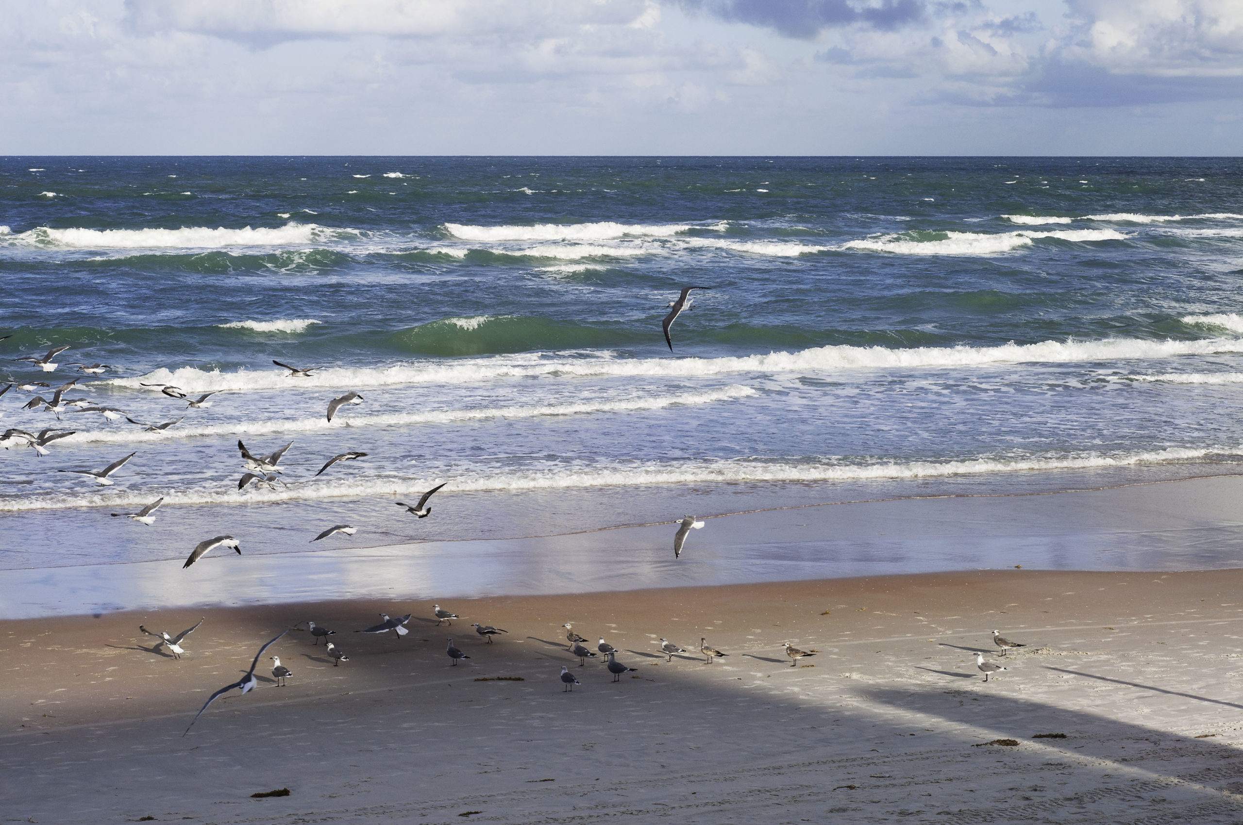 Many seabirds flying around on scenic beach