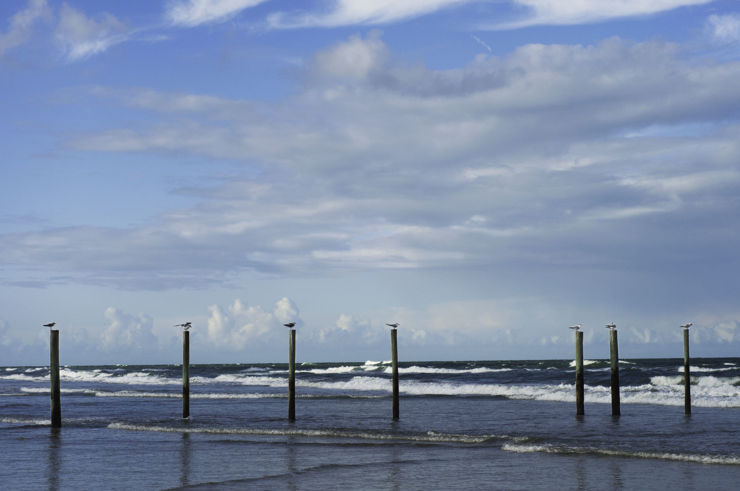 Wide shot of several birds standing on posts in water on beach